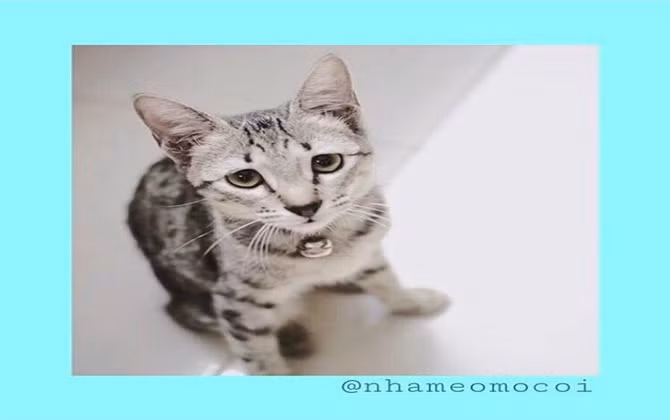 Nhà mèo mồ côi - "mái ấm" trên Instagram cho những chú mèo hoang ở Sài Gòn