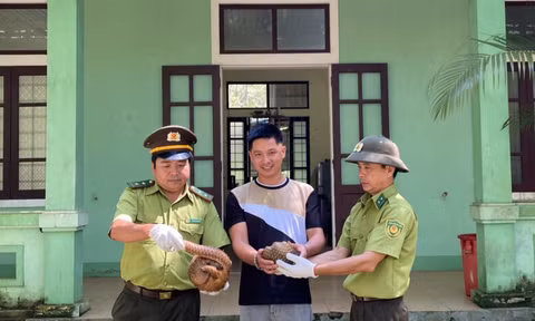 Người dân Huế giao nộp nhiều động vật quý hiếm