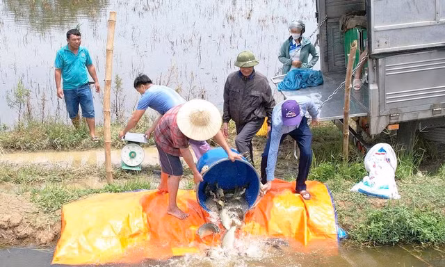 Thả cá "ăn" lúa chét: Mô hình sinh kế lạ ở ngoại thành Hà Nội