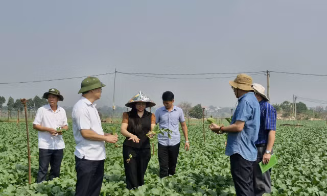 Hà Nội thí điểm quản lý số và camera AI gỡ nút thắt an toàn thực phẩm vùng rau chuyên canh