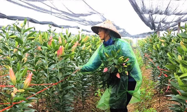 Gỡ vướng cơ chế, đánh thức đất lúa kém hiệu quả