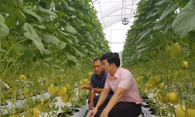 Nông nghiệp an toàn là hướng đi chiến lược của Hà Nội