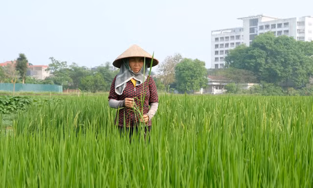 Hà Nội mở rộng vùng lúa chất lượng cao, nâng giá trị kinh tế trên mỗi hecta