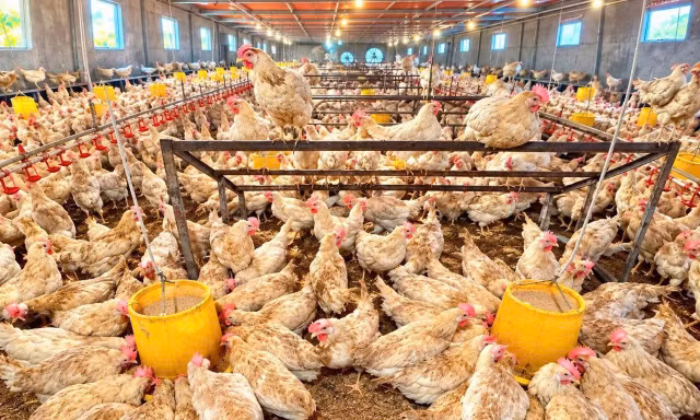 Gác máy ảnh, về ngoại thành làm nông nghiệp sạch
