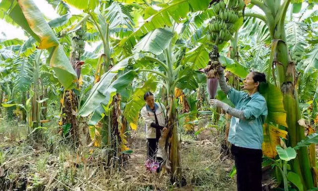Gỡ điểm nghẽn cho 'hộ chiếu' nông sản Thủ đô
