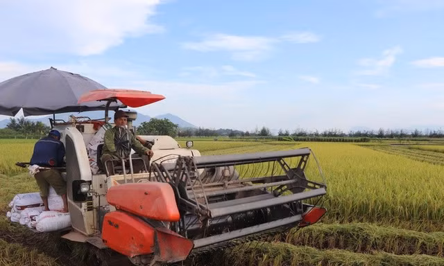 Biến rơm rạ mục ngoài đồng thành nguồn tiền tỷ cho nông dân