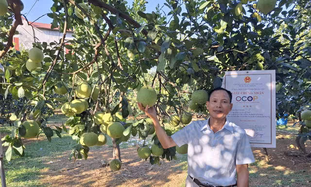 Ghép cải tạo rải vụ, nâng giá trị bưởi OCOP ở Yên Bài