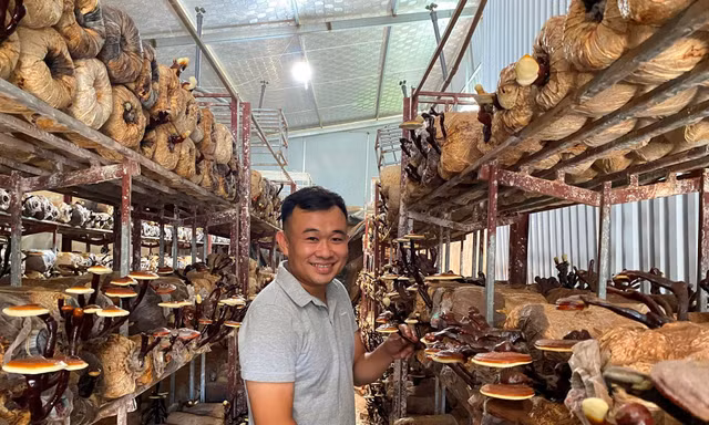 Ứng dụng công nghệ số nâng tầm nấm lim xanh