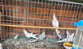 Khởi tố vụ án nuôi nhốt trái phép 104 cá thể động vật hoang dã ở Tây Ninh