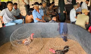 Hành trình phá sới đá gà, bắt 40 người giữa vườn cao su ở Tây Ninh