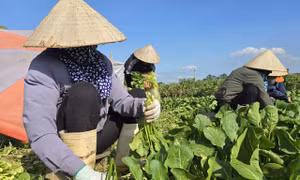 Xã đảo Minh Châu hướng tới vùng sản xuất nông nghiệp công nghệ cao