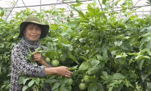 Mở lối cho nông nghiệp tích hợp với dịch vụ