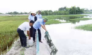 Hà Nội: Mở hướng làm giàu nhờ đưa loài 'đặc sản' xuất khẩu xuống ao làng
