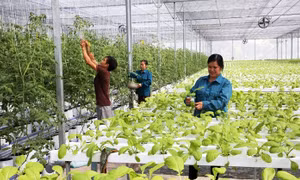 Điều kiện để Việt Nam tham gia thị trường carbon quốc tế