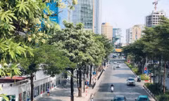 Hà Nội lý giải về đề án quản lý phát triển cây xanh, vườn hoa 