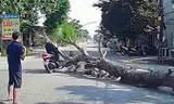 Người đàn ông đi đường bị cây gỗ đè tử vong