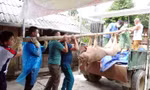 Tuyên Quang: Dịch tả lợn châu Phi lan rộng, lập tổ phản ứng nhanh