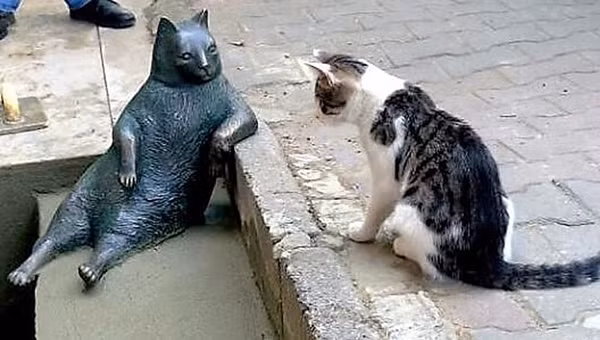 Lý do khiến chú mèo hoang trở nên nổi tiếng và được dựng hẳn tượng đồng giữa thành phố ảnh 4