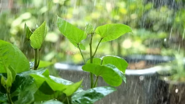 Muốn đón những cơn mưa, bạn cần chuẩn bị từ mùa khô ảnh 3