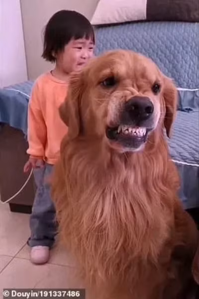 Chú chó bảo vệ cô bé bị mẹ mắng dễ thương thế này, tại sao lại bị cộng đồng mạng nghi ngờ? ảnh 3