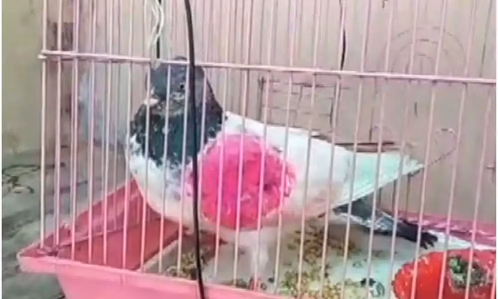 Vợ "cuồng" mèo đến mức ám ảnh, chồng không chịu nổi đòi chia tay bằng được ảnh 5