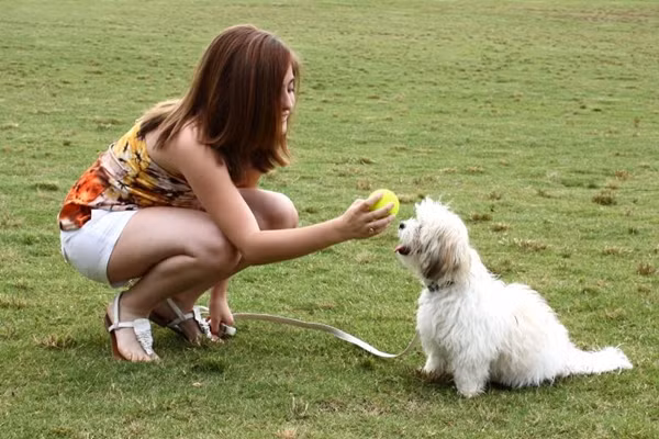 Đừng quá lo lắng, cún cưng đang trải qua “tuổi dậy thì” khó khăn như chúng ta thôi! ảnh 2