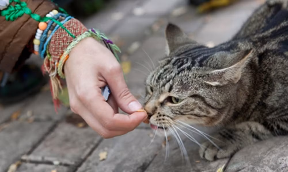Netizen Thái tranh cãi dữ dội về hành động cứu con nai đang bị trăn siết ảnh 4 Netizen Thái tranh cãi dữ dội về hành động cứu con nai đang bị trăn siết ảnh 4