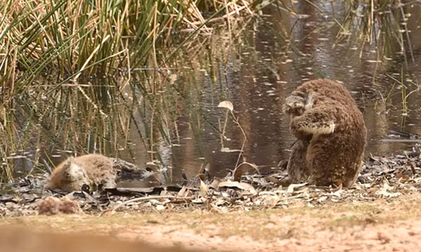 Tình cảm như gấu koala: Video gấu koala mẹ ôm con khiến trái tim sắt đá nhất cũng tan chảy ảnh 2