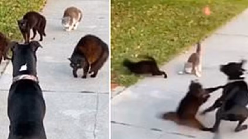 “Thủ môn mèo” khiến dân tình bái phục vì tài bắt gôn thần sầu ảnh 4
