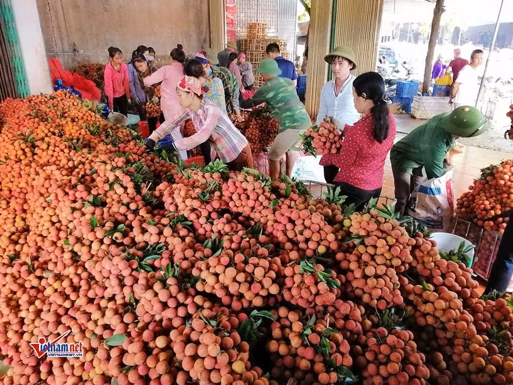 Thúc đẩy sớm xuất khẩu lô vải thiều đầu tiên vào Nhật Bản năm 2020 ảnh 2