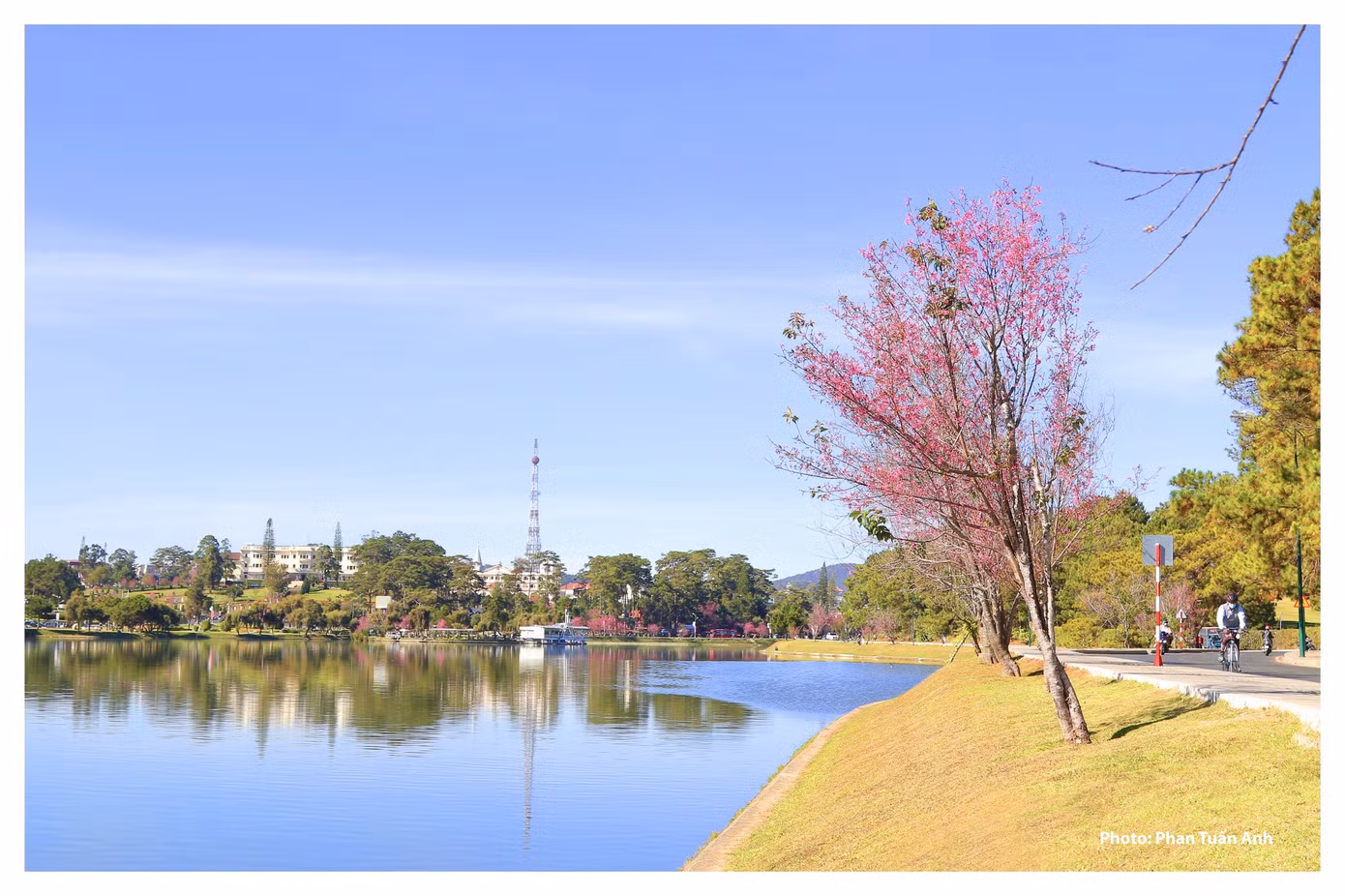 Đà Lạt rực rỡ sắc Xuân qua chùm ảnh hoa mai anh đào nở đẹp mê lòng người ảnh 13