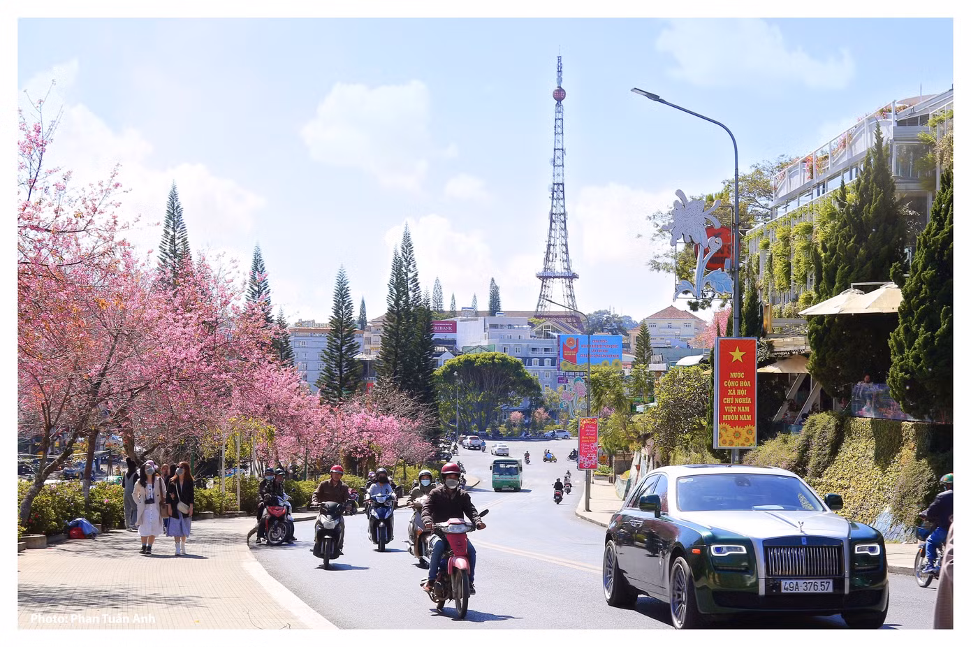Đà Lạt rực rỡ sắc Xuân qua chùm ảnh hoa mai anh đào nở đẹp mê lòng người ảnh 1