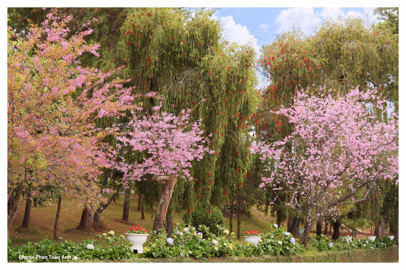 Đà Lạt rực rỡ sắc Xuân qua chùm ảnh hoa mai anh đào nở đẹp mê lòng người ảnh 2