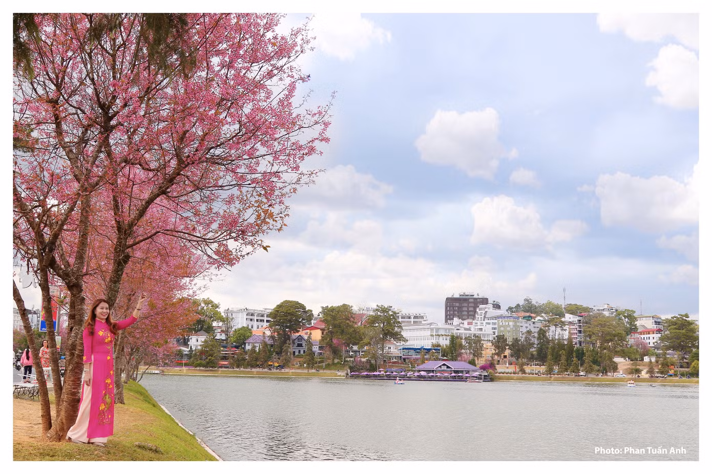 Đà Lạt rực rỡ sắc Xuân qua chùm ảnh hoa mai anh đào nở đẹp mê lòng người ảnh 5