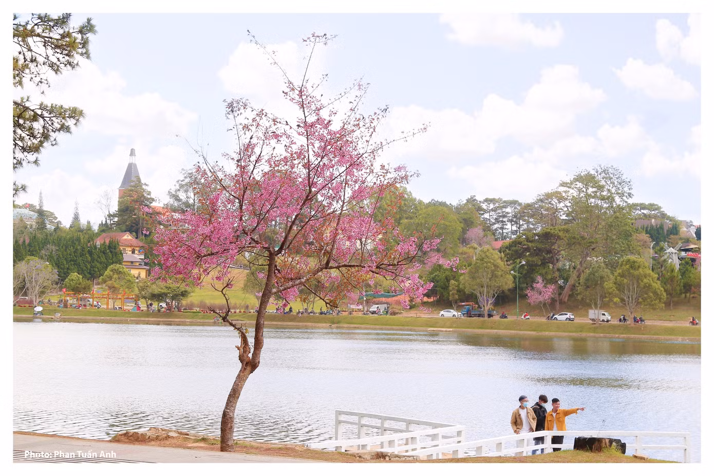 Đà Lạt rực rỡ sắc Xuân qua chùm ảnh hoa mai anh đào nở đẹp mê lòng người ảnh 12
