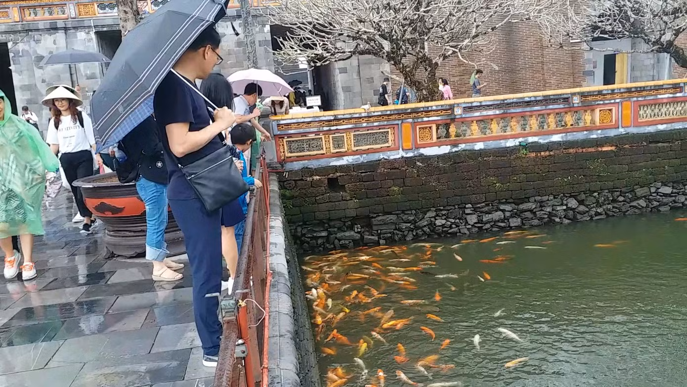 Đến Đại nội Huế ngắm đàn cá ‘khủng’ 5.000 con lấy may ngày đầu năm 2020 ảnh 5