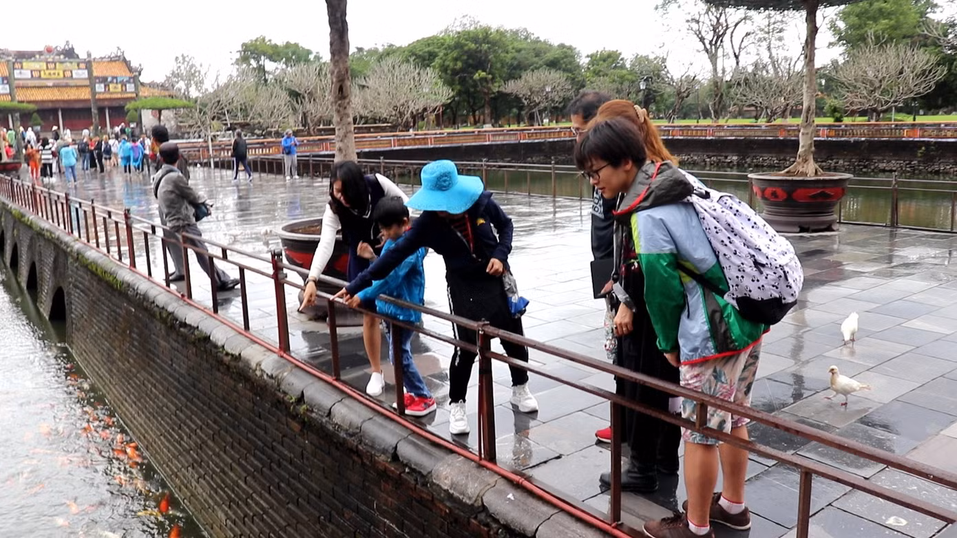 Đến Đại nội Huế ngắm đàn cá ‘khủng’ 5.000 con lấy may ngày đầu năm 2020 ảnh 4