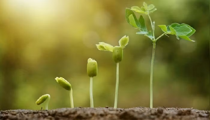 Có cách nào để em có thể ra quyết định sáng suốt trong mọi vấn đề không? ảnh 1
