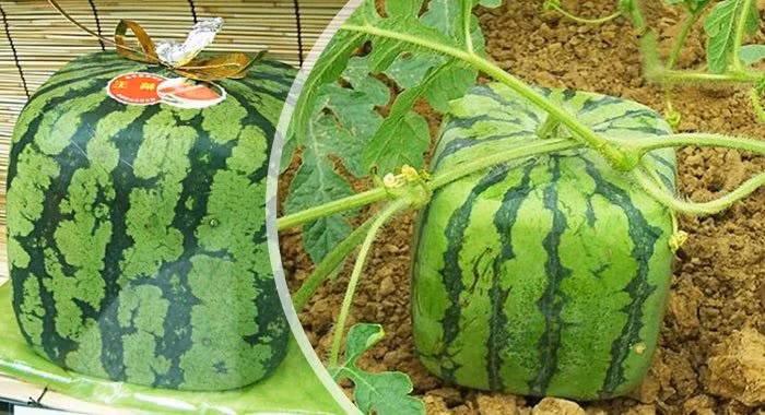 Giá trị xứng đáng sau một hành trình khó nhọc và có phần “đau đớn” ảnh 2