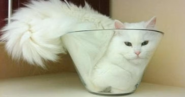 Những bức ảnh này chứng minh một điều: Các em mèo toàn thích làm điều kỳ quặc ảnh 1