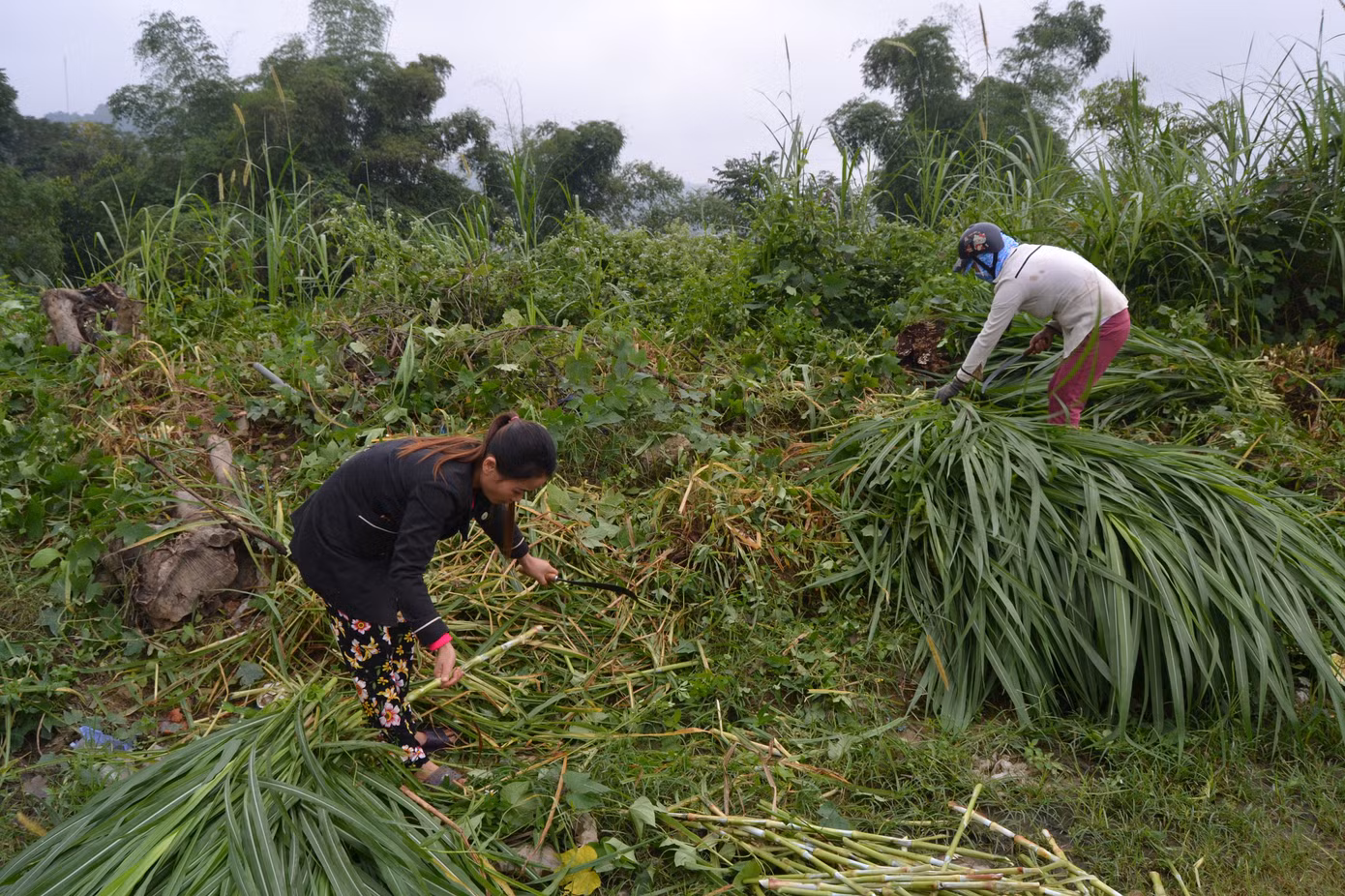 Người dân miền núi đốt lửa sưởi ấm cho trâu, bò những ngày rét đậm ảnh 3
