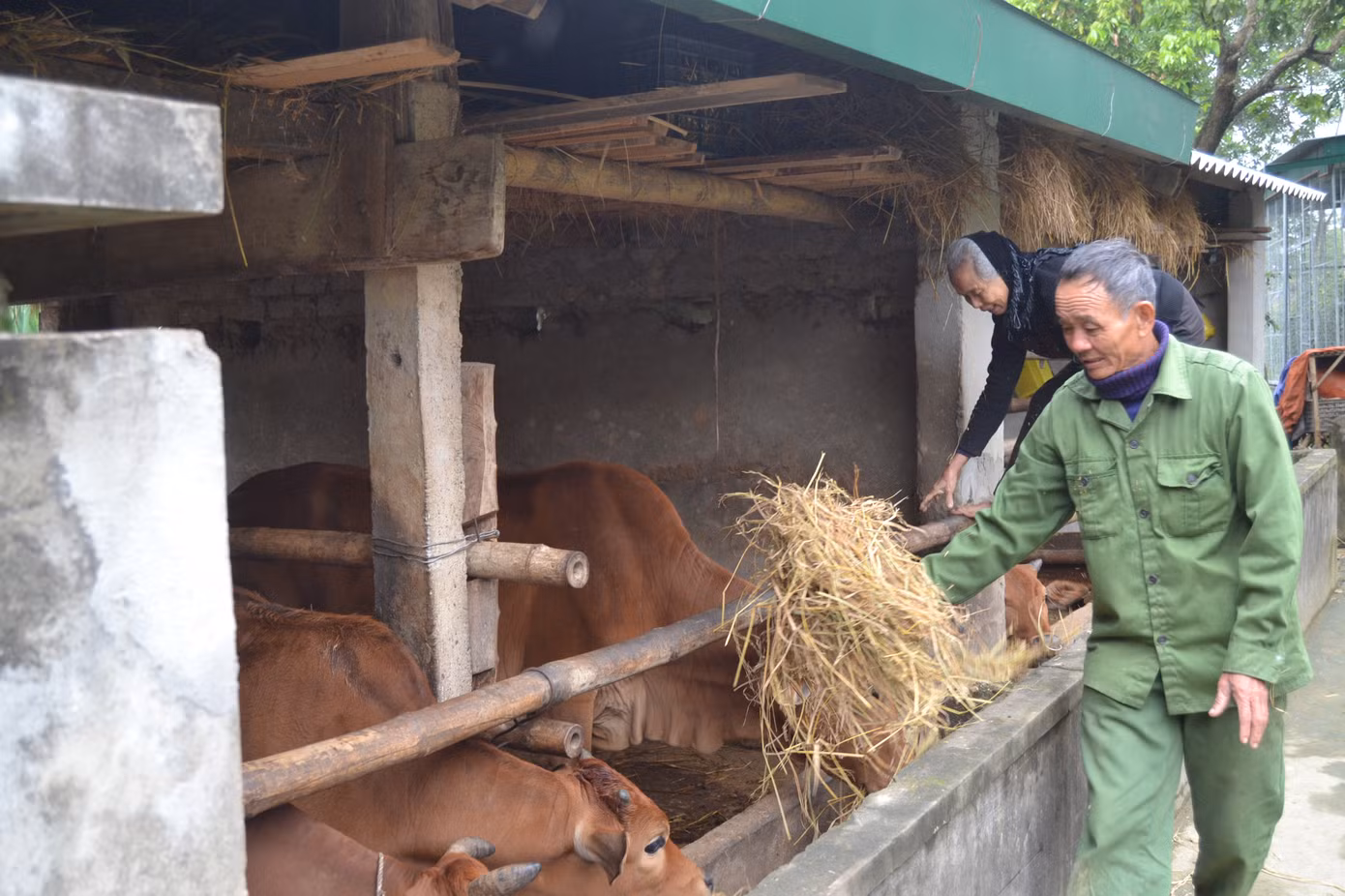 Người dân miền núi đốt lửa sưởi ấm cho trâu, bò những ngày rét đậm ảnh 5