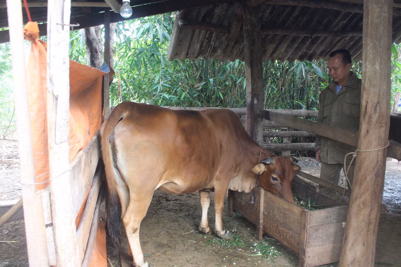 Người dân miền núi đốt lửa sưởi ấm cho trâu, bò những ngày rét đậm ảnh 4