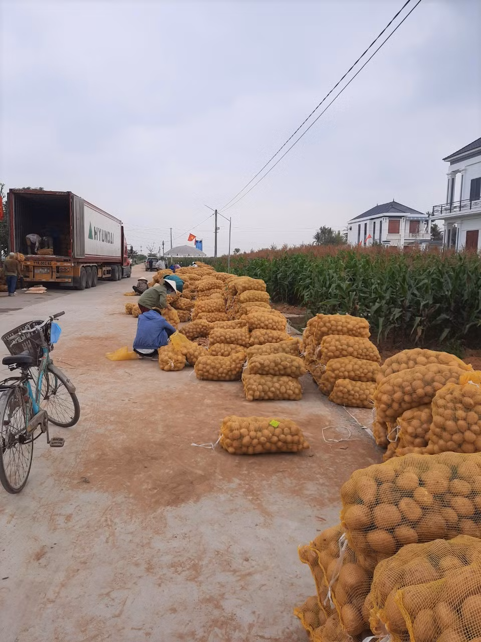 Khoai tây được mùa được giá, nông dân Nghệ An phấn khởi thu hoạch ảnh 10