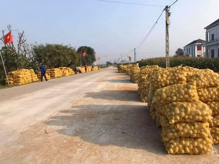 Khoai tây được mùa được giá, nông dân Nghệ An phấn khởi thu hoạch ảnh 9