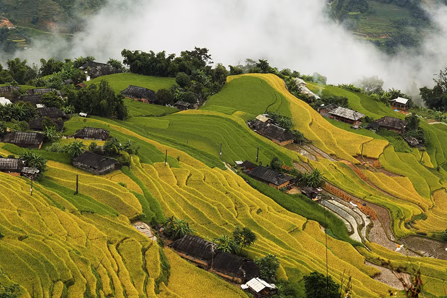 Ngất ngây áng mây bay trên những thửa ruộng bậc thang chín vàng ở Hà Giang ảnh 6
