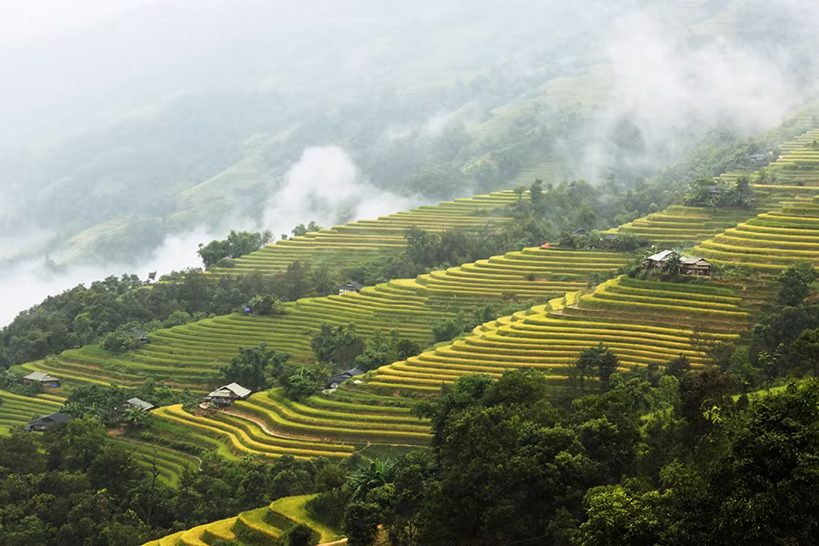 Ngất ngây áng mây bay trên những thửa ruộng bậc thang chín vàng ở Hà Giang ảnh 9