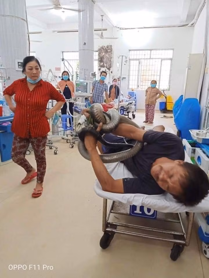 Dùng tay bắt rắn hổ chúa dài 2,5 mét, người đàn ông 'thập tử nhất sinh' ảnh 1