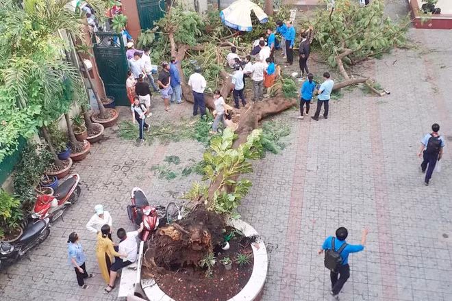 Toàn cảnh vụ cây phượng bật gốc đè vào người học sinh gây thương vong tại trường Bạch Đằng ảnh 3