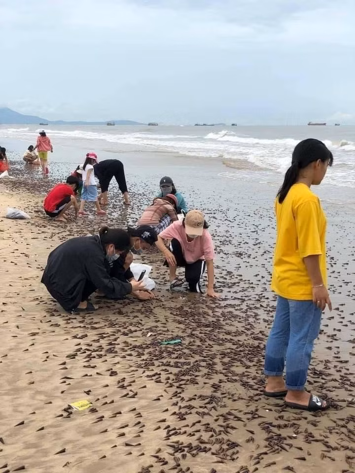Ốc 'lạ' dạt kín đặc bờ biển Quảng Bình ảnh 3